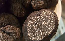 Trufa negra de primera calidad — Ezsencia